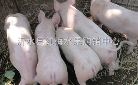 山东仔猪繁育中心优良猪苗生猪市场批发价格