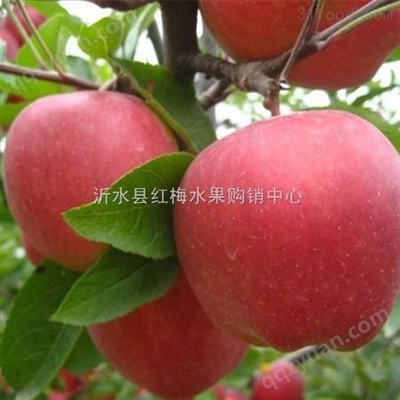 纸袋红富士苹果产地批发价格便宜质量保证