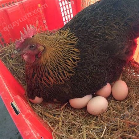 纯粮食农家散养土鸡蛋 新鲜山鸡蛋 营养早餐蛋孕妇月子蛋50枚