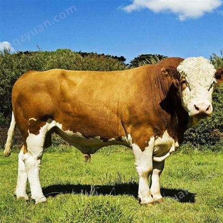恒易通 改良西门塔尔牛 肉牛做种公牛 易养殖 生长快