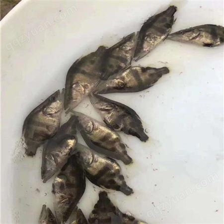 桂鱼 季鱼 鳜鱼苗繁殖场