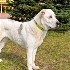 纯种中亚牧羊犬 宠物犬幼崽大型养殖 可看家护院