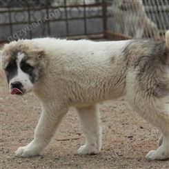 中亚牧羊犬幼崽 双血统 看家护院 护卫犬 养殖出售