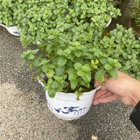绿化薄荷盆栽留兰香苗驱蚊草室内植物水培绿植