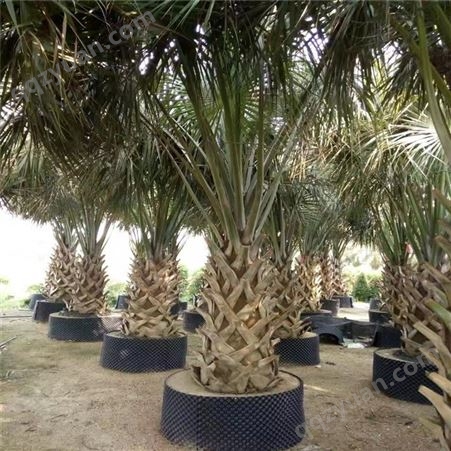方盛基地批发 精品龙鳞榈 杆高6米 规格品种齐全 园林绿化