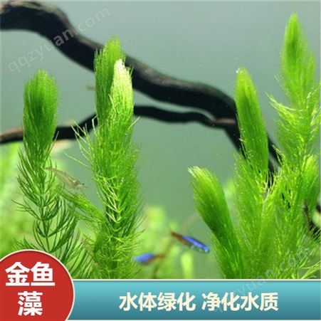 天利 金鱼藻苗 水生植物 水体绿化水质净化用 种植技术提供