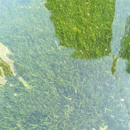 四季常绿矮生苦草 水体绿化沉水植物 河道湖泊净化水质水草