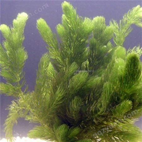 天利 金鱼藻苗 水生植物 水体绿化水质净化用 种植技术提供